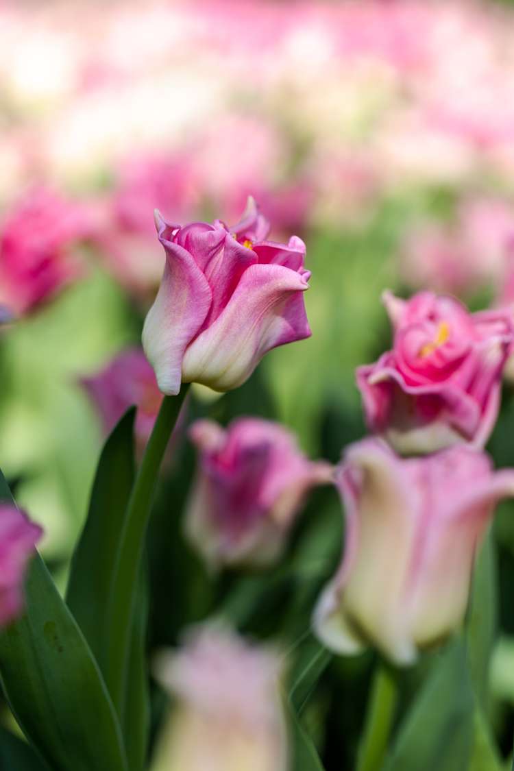 Tulpanen 'Crown of Dynasty'